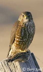 Common Birds Of North Idaho Merlin Falco Columbarius Pet Birds Raptors Bird Beautiful Birds