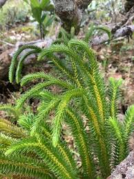 Image result for Lycopodiaceae