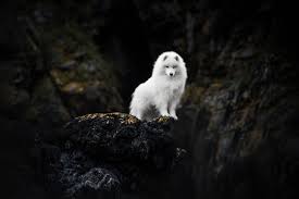 The average length of time it takes to clean a room highly depends on the room that is being cleaned. Dog Portrait Photographer Captures Magical Photos Of Man S Best Friend Petapixel