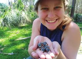 Progress Report for 2021 FAR Grant Growing up in the tropics: assessing  heat stress in nestling Purple-crowned Fairy-wrens