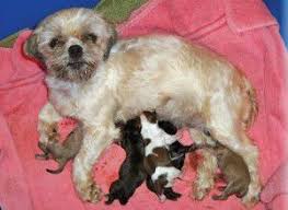 Check spelling or type a new query. Finding A Safe Home Local Shih Tzu Rescue Organization Saves 20 Dogs From Puppy Mill Local News Hometownsource Com