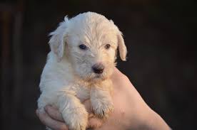 Maybe you would like to learn more about one of these? Mini Labradoodle Puppies