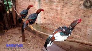 Check spelling or type a new query. Hindari Ini 8 Kesalahan Fatal Ketika Merawat Ayam Aduan