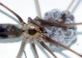 But how long does a duckling take to hatch out of their shell, once they start hatching? Longbodied Cellar Spider Eggs Starting To Hatch Pholcus Phalangioides Bugguide Net