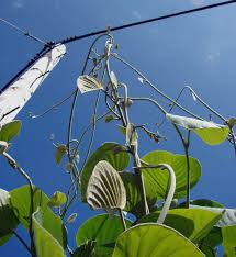 Image result for Argyreia nervosa