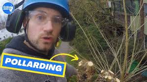 How we take down a tree #1 : Tree removal using a basic speedline