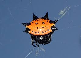 Managing lighting to minimize attracting insects is a good practice to reduce prey insects that will attract spineybacked orb weaver spiders. Spinybacked Orbweaver A Spider For Snowbirds Field Station