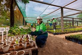 Image result for Mimusops obtusifolia