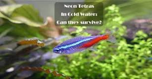 How cold is too cold for neon tetras?
