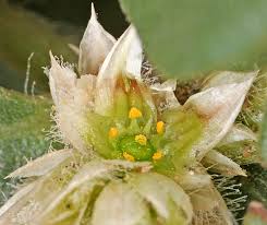 Image result for Alternanthera caracasana