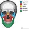 Artificial human skeleton model on white background, back view. 1