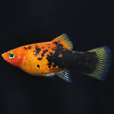 Fw Painted Platy