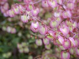 Image result for Rumex sagittatus