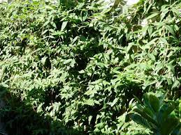 Wir hatten früher eine clematis armandii in unserem garten. Immergrunes Geissblatt Geissschlinge Lonicera Henryi Baumschule Horstmann