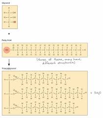 They are similar in structure to phospholipids, which help build cell membranes. Lipids Article Macromolecules Khan Academy