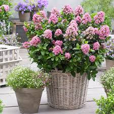 Image result for Escallonia