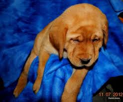 Labrador retriever puppies for sale in michiganselect a breed. Dutch Acres Labradors Home