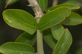 Image result for Balanites aegyptiaca