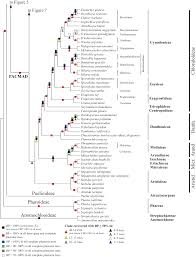 Image result for Danthoniopsis dinteri