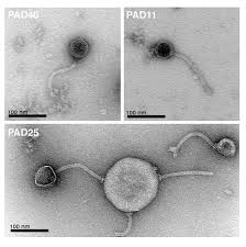 As the lysogenic cycle allows the host cell to continue to survive and reproduce, the virus is reproduced in all of the cell's offspring. Viral Diversity Boundless Microbiology