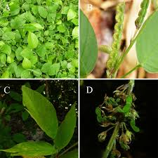 Image result for Pleurolobus