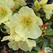 Buy Rhododendron Curlew In The Uk