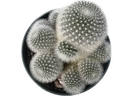 Image result for Clutia robusta