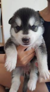 Find over 100+ of the best free husky puppy images. Siberian Husky Puppies For Sale Online Buy Siberian Husky Puppies