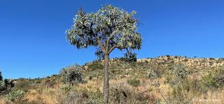 Image result for Cussonia sessilis