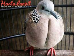 Demikian sedikit informasi tentang mitos tuah ghaib burung derkuku kalung tepung yang dapat kami sampaikan pada artikel kali ini. Mitos Tuah Ghaib Burung Derkuku Kol Buntet Harta Langit