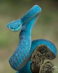 4 095 Otmetok Nravitsya 96 Kommentariev Tantoyensen Yensen Tan V Instagram Dancing Snake White Lipped Pi Pit Viper Beautiful Snakes Snake