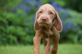 Vizslas Superior At First But Docile Gentle At Heart And Prone To Stick To You Like Glue Country Life