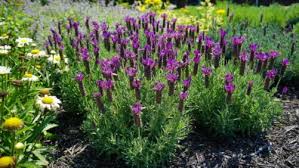 Unlike annual plants, which die after the first year, perennial plants come back year after year. Perennial Plant Association Archives Greenhouse Grower