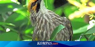 Burung ini memiliki daya tarik pada suaranya yang sangat indah, lantang dan menghibur sehingga burung ini acap kali diperlombakan di kontes burung. Cucak Rawa Dan 4 Jenis Burung Tak Lagi Dilindungi Kontroversi Mencuat Halaman All Kompas Com