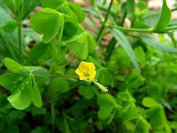 Maybe you would like to learn more about one of these? Yellow Wood Sorrel Oxalis Stricta Plants Wild Plants Wild Edibles