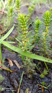 Image result for Laurembergia