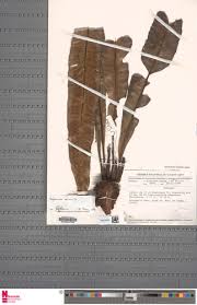 Image result for Asplenium africanum