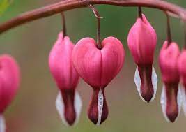 Pink Flowers Close Up Bleeding Heart Spring Wallpaper Bleeding Heart Pink Flowers Purple Flowers Wallpaper