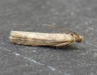 Image result for Delplanqueia inscriptella