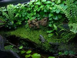 Fire Belly Newt Tank Setup Google Search Frog Terrarium Plants Aquascape Aquarium