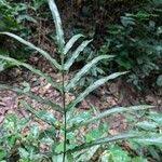 Image result for Pteris commutata