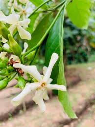 Image result for Voacanga chalotiana