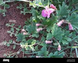 Image result for Dicerocaryum eriocarpum