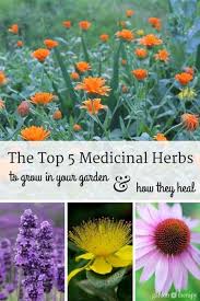 The Top Five Medicinal Herbs To Grow In Your Garden And How They Heal Medicinal Herbs Medicinal Herbs Garden Medicinal Plants