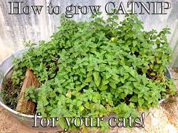 Wondering How To Grow Catnip For The Past Several Years We Ve Grown Catnip For Our Growing Catnip Catnip Plant Plants