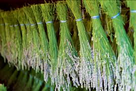 The defenders always have a finite quantity of food but are. Your Ultimate Guide To Planting And Growing Aromatic Lavender Sunset Sunset Magazine