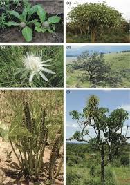 Image result for Paropsia braunii