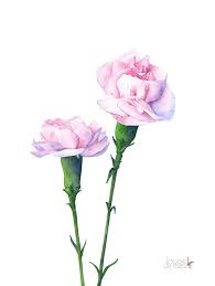 This Item Is Unavailable Etsy Birth Flower Tattoos Carnation Tattoo Carnations