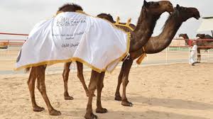 But more importantly, read the tl;dr thread 7 player platoons aren't going to see solos. Al Dhafra Festival Brings Together Lovers Of Authenticity In Madinat Zayed Teller Report