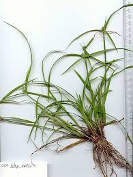 Image result for Kyllinga squamulata